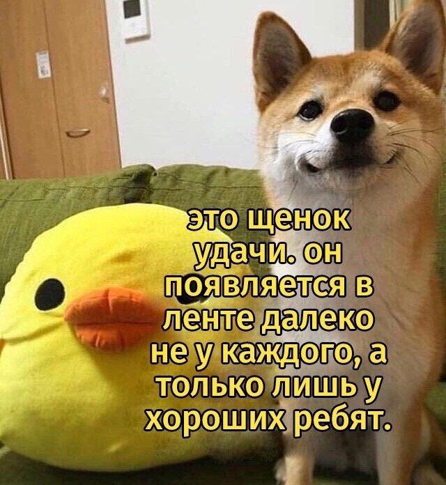 это щенок "удач 0 появляется в ленте далеко He каждого, a a только лишь у хороших ребят.