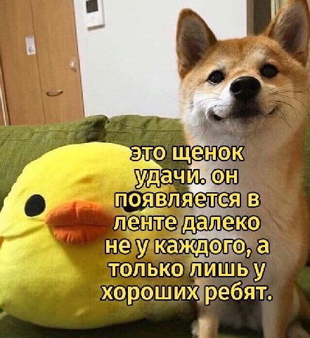 это щенок "удач 0 появляется в ленте далеко He каждого, a a только лишь у хороших ребят.