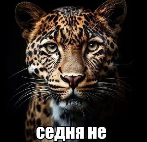 седня HE