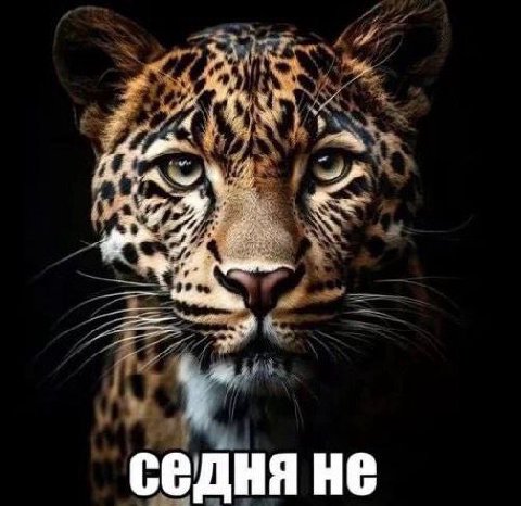 седня HE