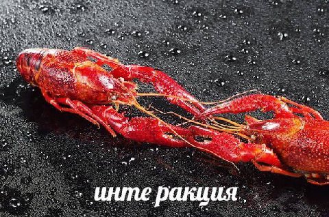an инте