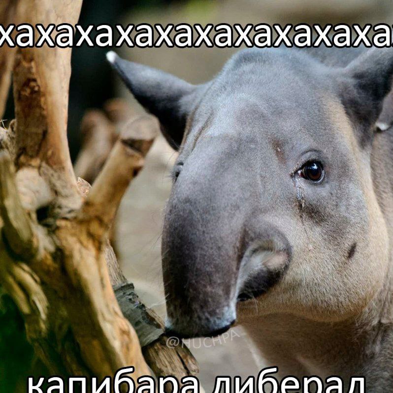 хахахахахахахахаха