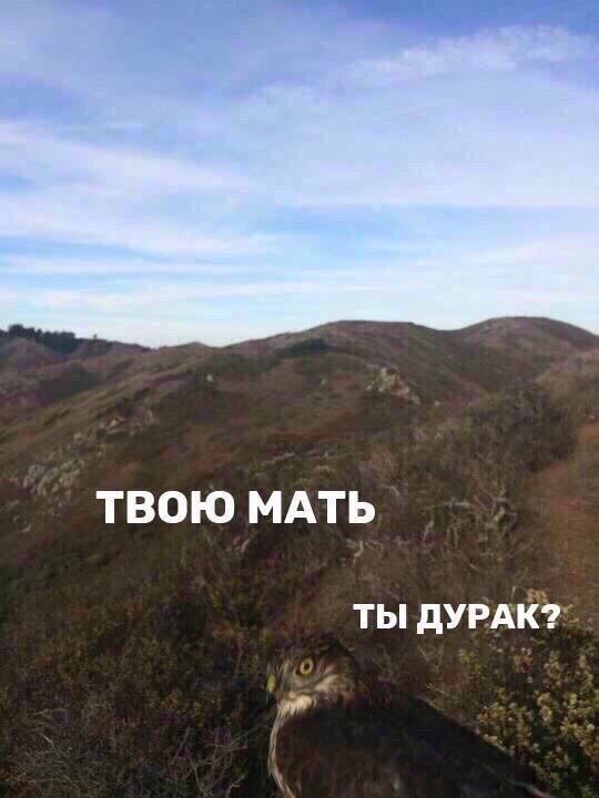 ТВОЮ МАТЬ ТЫ ДУРАК?