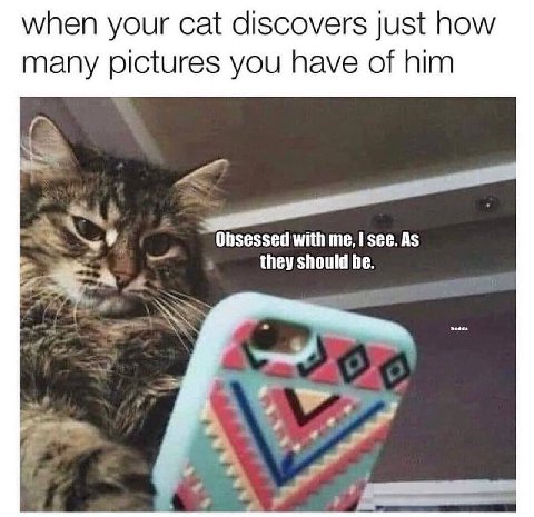 when your cat discovers just how many pictures you have of him Obsessed with me, see. As they should be.