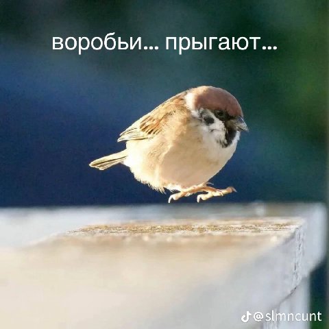 воробьи... прыгают...