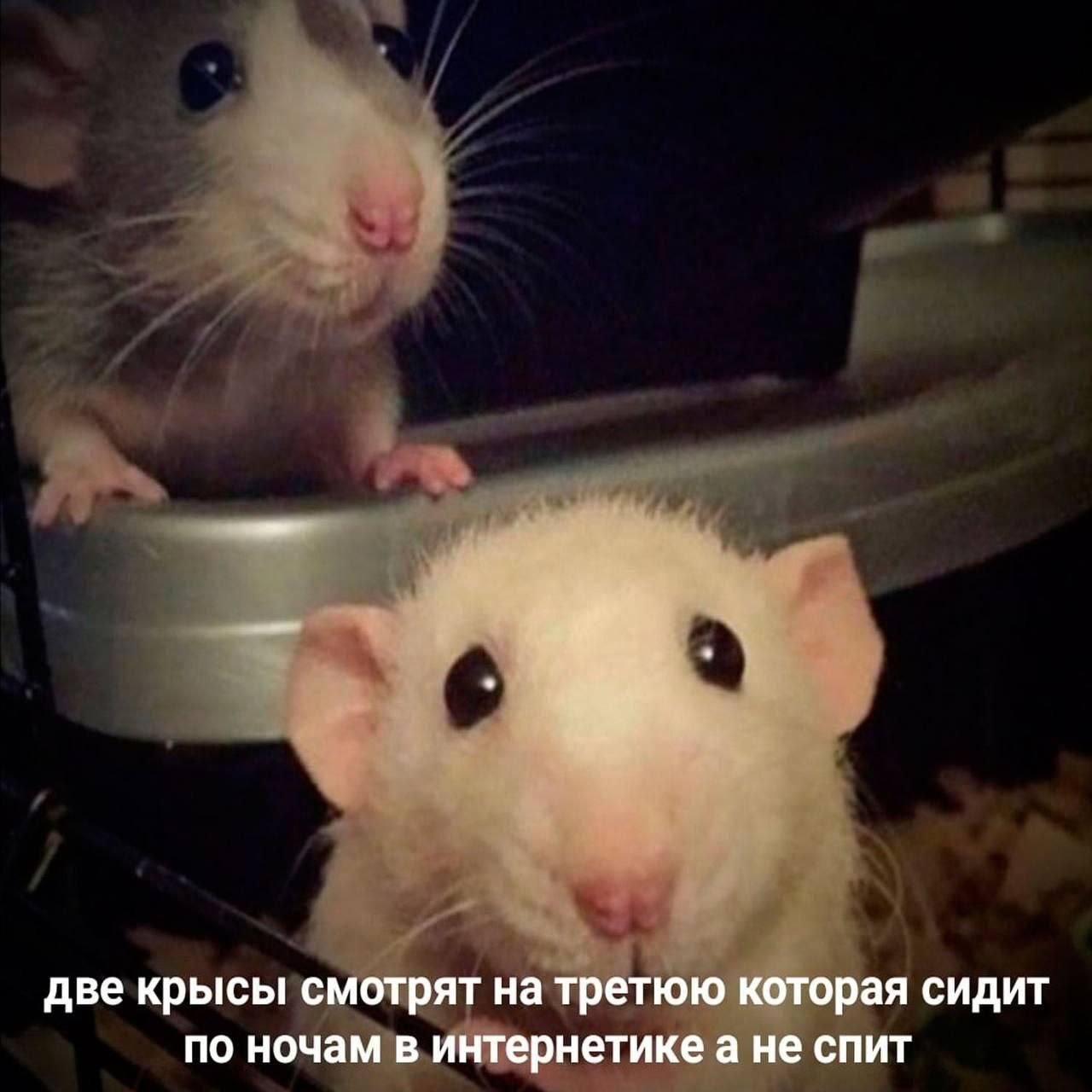 две крысы смотрят на третюю которая сидит по ночам в интернетикеа не спит