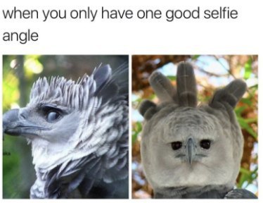 when you only have one good selfie angle 4) 4