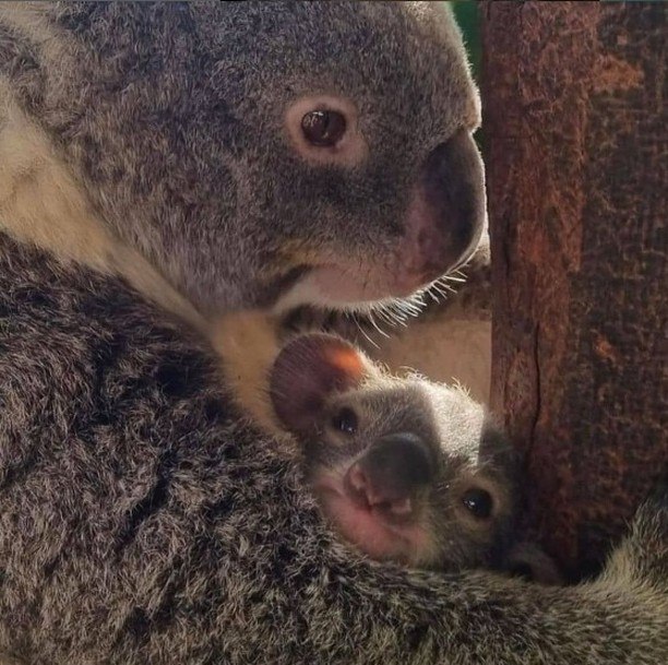 А
