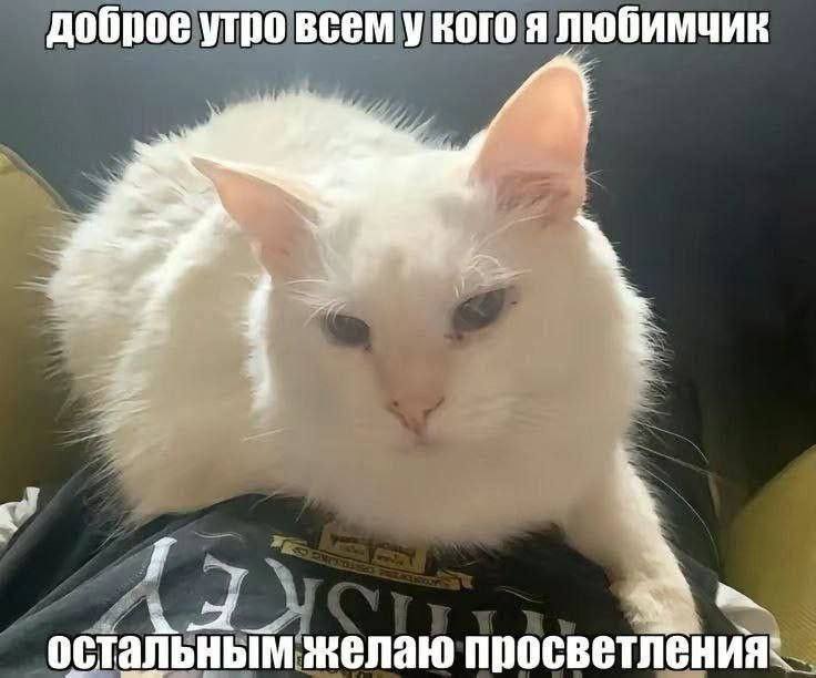 доброе утро всем у кого я любимчик желаю просветлён