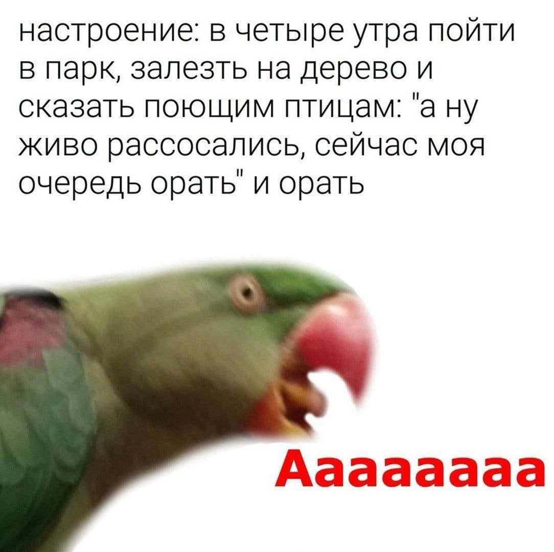 настроение: в четыре утра пойти в парк, залезть на дерево и сказать поющим птицам: "а ну живо рассосались, сейчас моя очередь и орать Аааааааа
