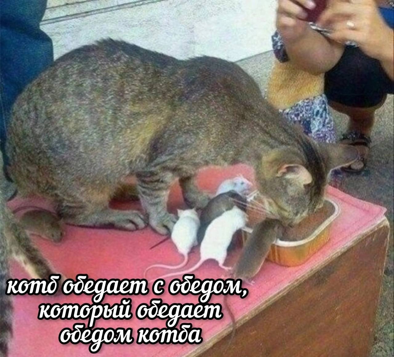 котд odegaem с обедом, который оседает Komoa