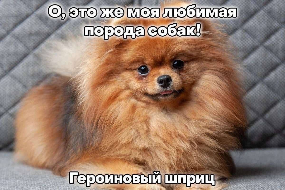 любимая ‘порода да собак и OUHO шпри на