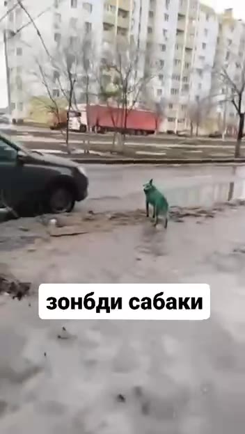 aa зонбди сабаки