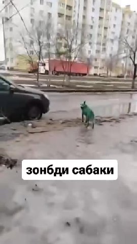 aa зонбди сабаки