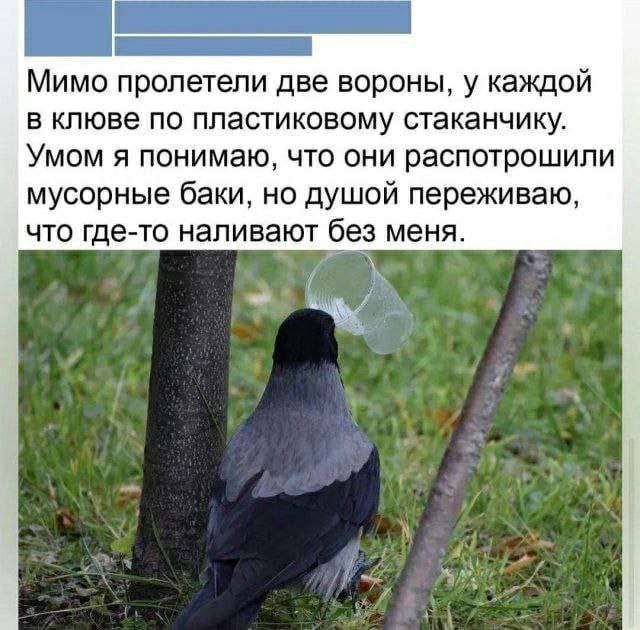 Мимо пролетели две вороны, у каждой в клюве по пластиковому стаканчику Умом я понимаю, что они распотрошили мусорные баки, но душой переживаю что где-то наливают без меня.