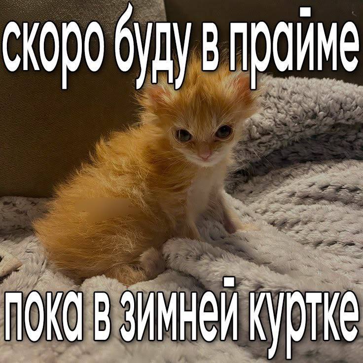 будув пройме