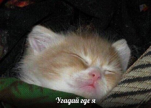 гадай где я