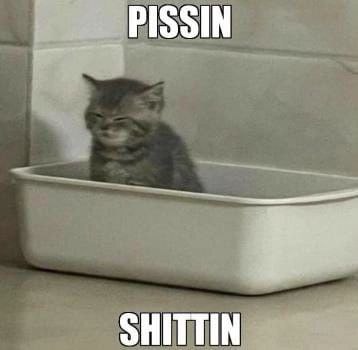 SHITTIN