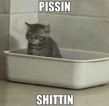 SHITTIN
