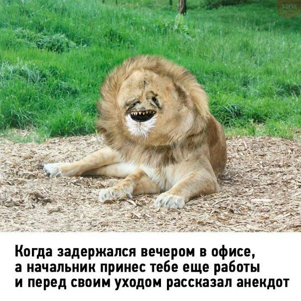и 4 i of “wry? 1 Когда задержался вечером в офисе, а начальник принес тебе еще работы и перед своим уходом рассказал анекдот