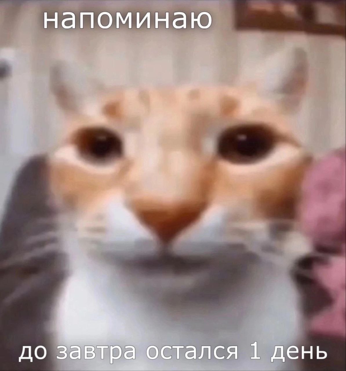 напоминаю до завтра остался 1 день