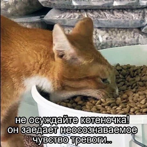 3 у a 4 осуждайтекотеночка! онзаедаещнеосознаваемое