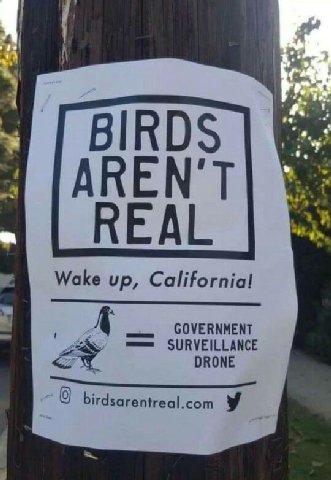 BIRDS AREN'T REAL Wake up, California! GOVERNMENT DRONE 0 birdsarentreal.com у