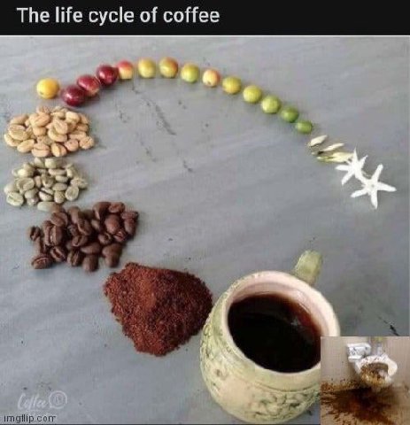 The life cycle of coffee 6