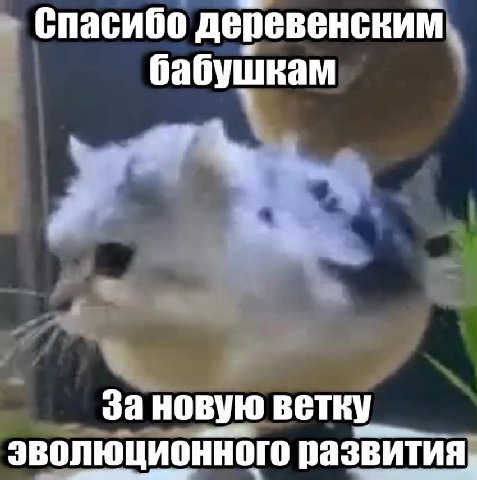 Спасибо деревенским эволюционного развития 7 бабушкам ta За новую поту Доза новую ветку эволюционного Hier