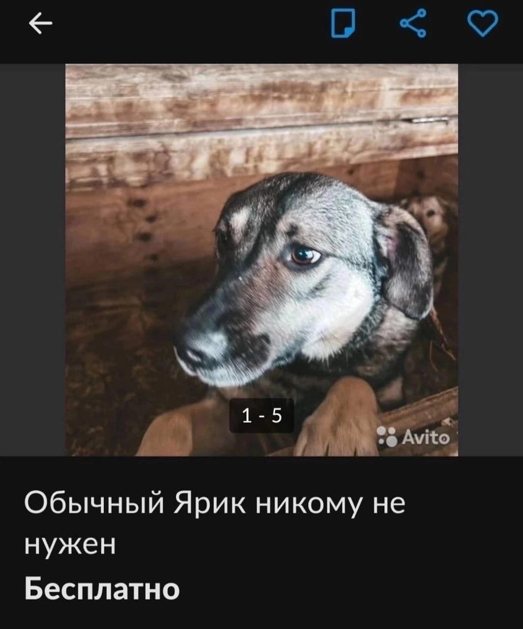 1-5 Обычный Ярик никому не нужен Бесплатно
