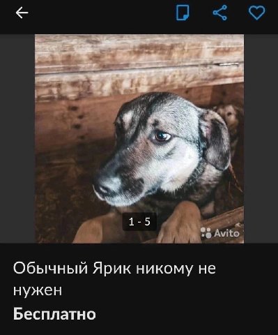 1-5 Обычный Ярик никому не нужен Бесплатно