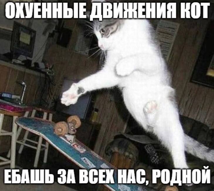 ОКУЕННЫЕ КОТ ЕБАШЬ ЗА ВСЕК НАС, РОДНОЙ