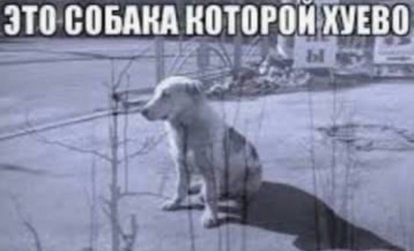 ЭТО СОБАКА КОТОРОН.ХУЕВО