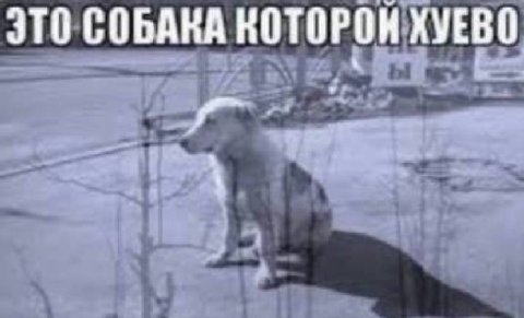 ЭТО СОБАКА КОТОРОН.ХУЕВО