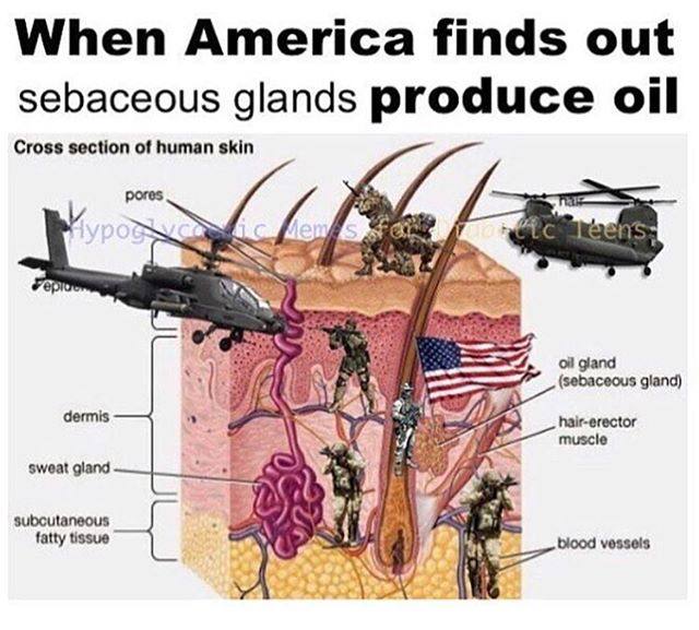 When America finds out sebaceous glands produce oil Cross section of human skin (sebaceous gland) dermis muscle hair-erector sweat gland с subcutaneous fatty tissue blood vessels at