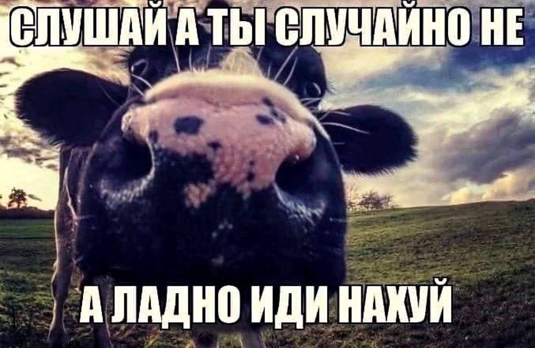 СЛУШАЙ A ты HE А ЛАДНО ИДИ НАХУИ