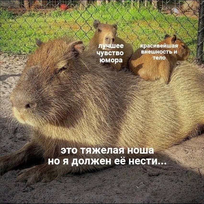 Лучшее красивейшая чувство внешность и юмора тело это тяжелая но я должен ее нести...