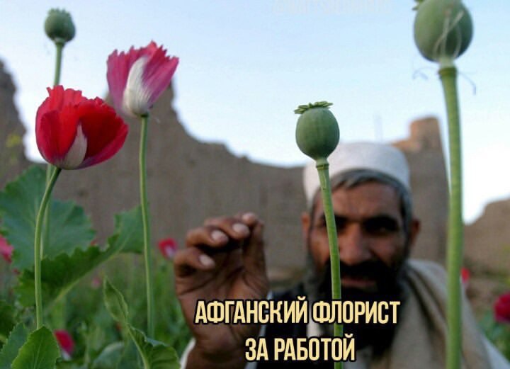 АФГАНСКИЙ ФЛОРИСТ ЗА РАБОТОЙ