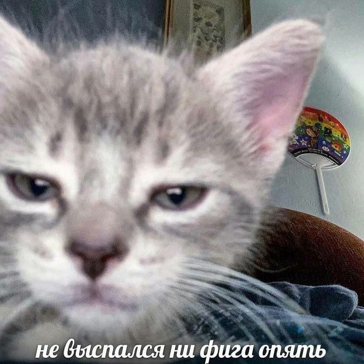 He выспался ни фига опять