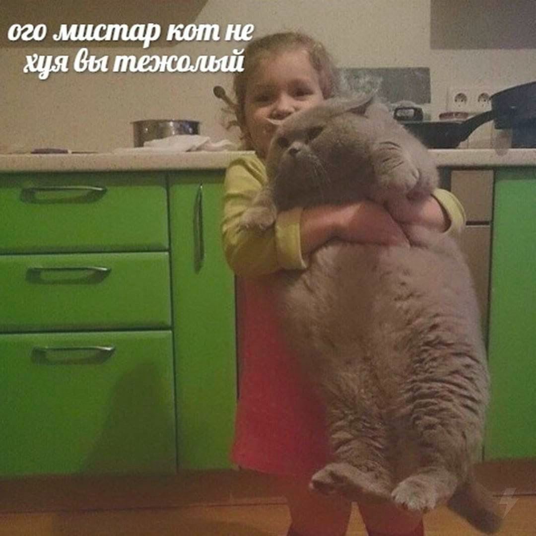 мистар кот не хуя вы тежольй