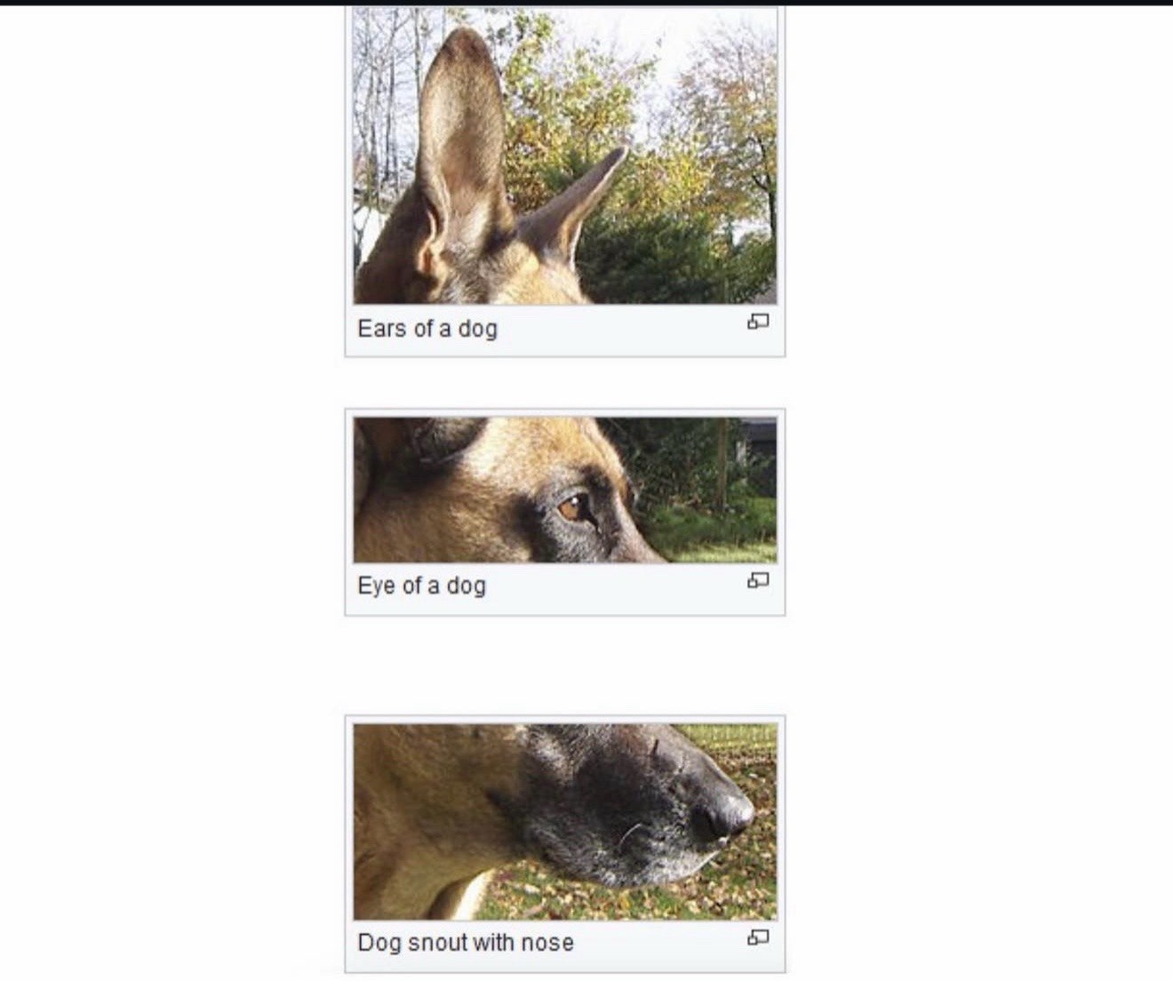 Ears of a dog 57 Eye оГа 409 Dog snout with позе 57