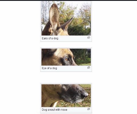Ears of a dog 57 Eye оГа 409 Dog snout with позе 57