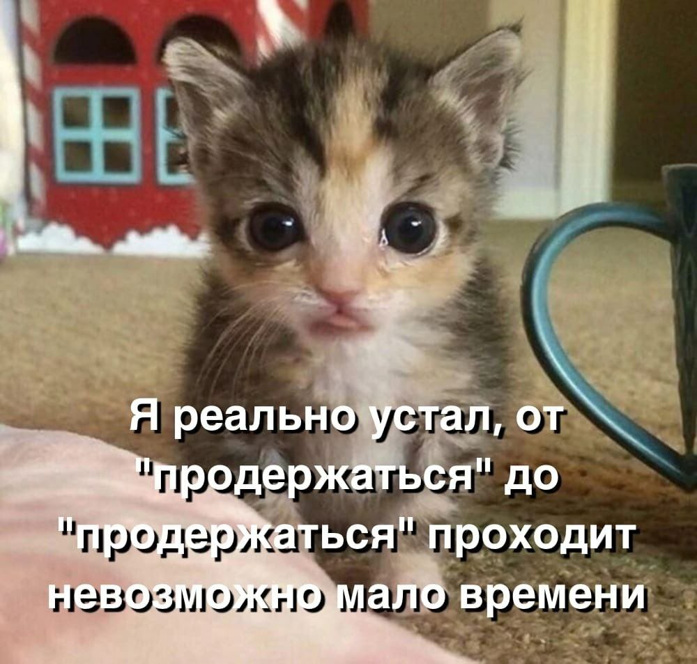 of. Я реально устал, от одержаться" до "прог KaTbCA" проходит невоз ало времени