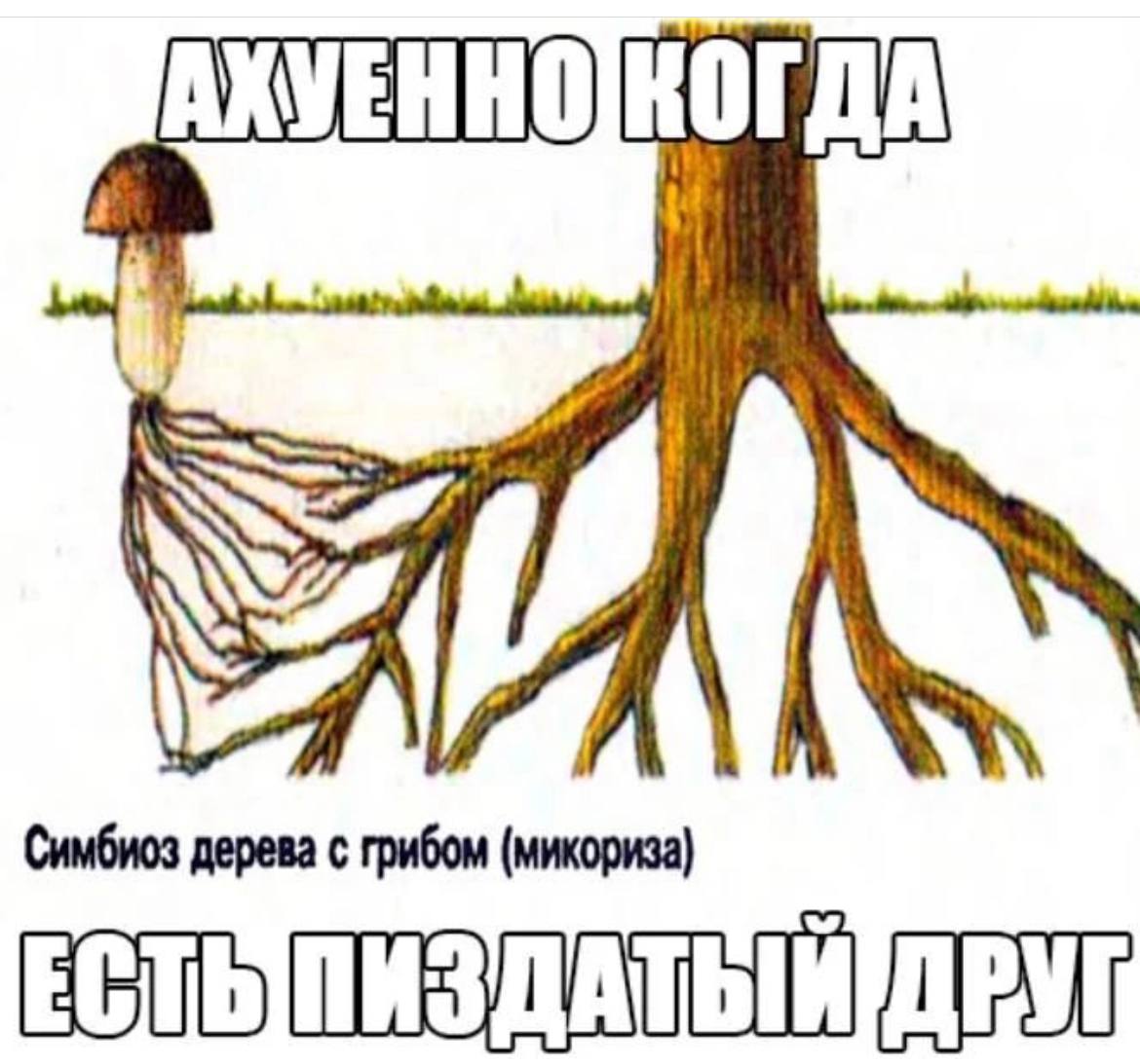 А Симбиоз дерева с грибом (микориза) ДРУГ