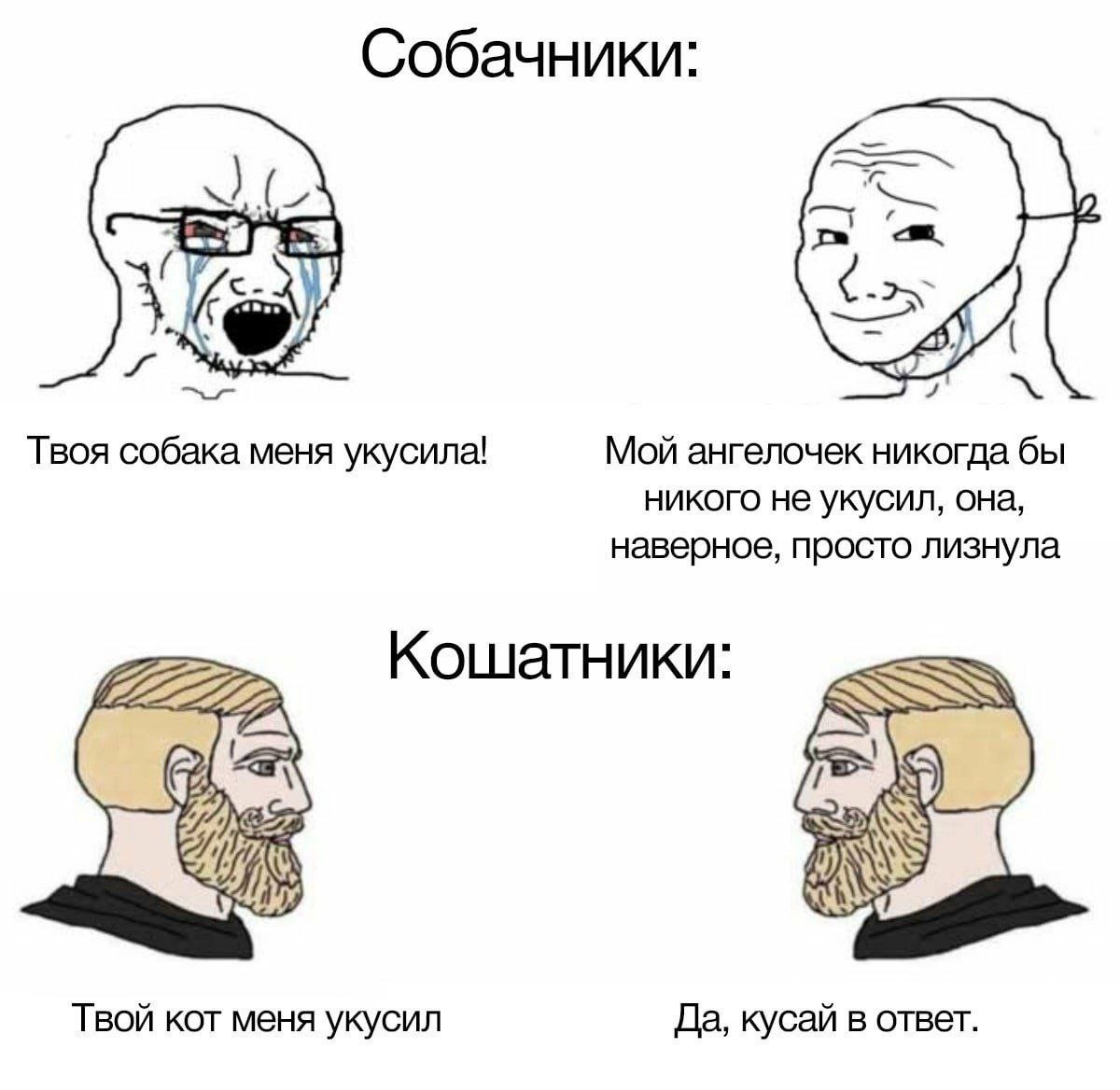 Собачники: 7 Твоя собака меня укусила! Мой ангелочек никогда бы никого не укусил, она, наверное, просто лизнула 2 Кошатники: Твой KOT меня укусил Да, кусай в ответ.