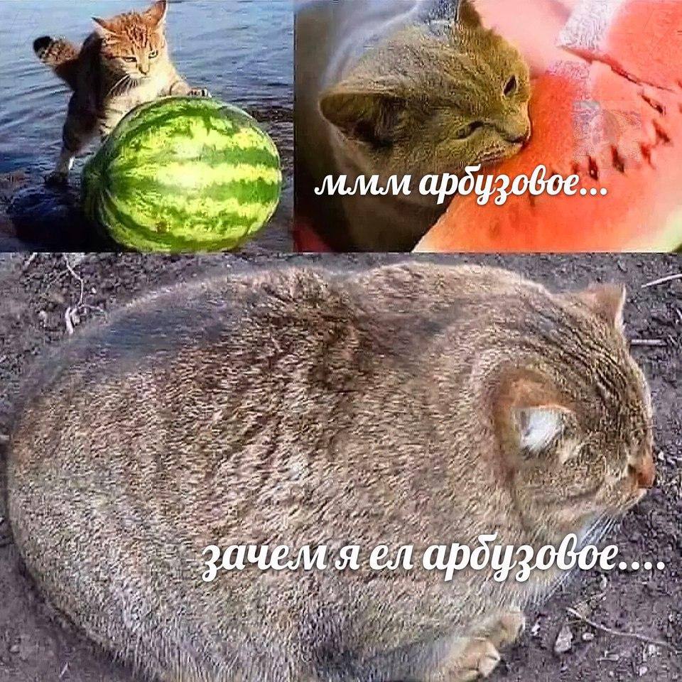 Мой любимый мем последнего месяца и сезона арбузов (который почти все) специально для моего любимого (и единственного в подписках!) щитпост мем канала https://t.me/jopniytt, чтобы Павла его репостнула
