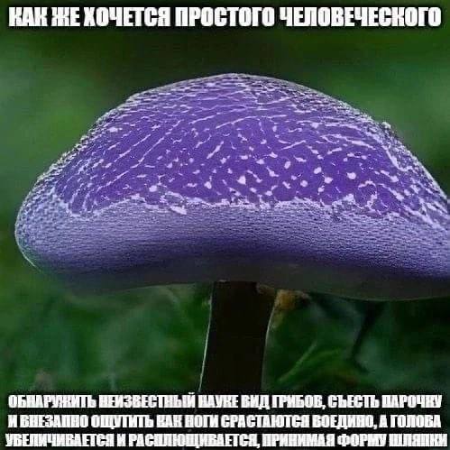 КАН ЖЕ ХОЧЕТСЯ ПРОСТОГО НЕИЗВЕСТНЫЙ ВИД ГРИБОВ, СЪЕСТЬ DAPOURY ИБНЕЗАПНО ОЩУТИТЬ BAK НОГИ СРАСТАЮТСЯ ВОЕДИНО, А ГОЛОВА УВЕНИЧИВАЕТСЯ И РАСПЛЮЩИВАЕТСЯ, ПРИНИМАЯ ФОРМУ