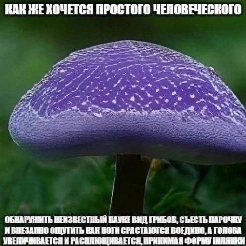 КАН ЖЕ ХОЧЕТСЯ ПРОСТОГО НЕИЗВЕСТНЫЙ ВИД ГРИБОВ, СЪЕСТЬ DAPOURY ИБНЕЗАПНО ОЩУТИТЬ BAK НОГИ СРАСТАЮТСЯ ВОЕДИНО, А ГОЛОВА УВЕНИЧИВАЕТСЯ И РАСПЛЮЩИВАЕТСЯ, ПРИНИМАЯ ФОРМУ