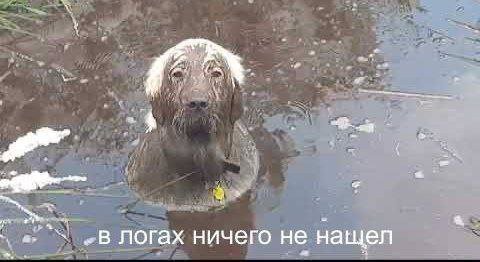 3 a в. „В Логах ничего не нащел