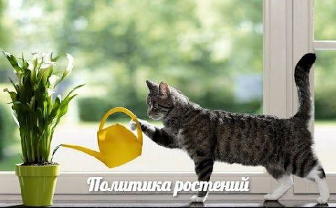 Политика ростений